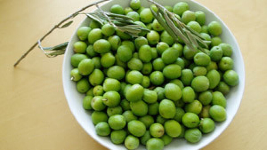 Zbog suše katastrofalan urod maslina