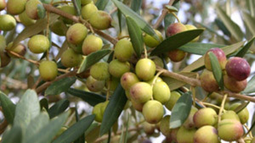 Pobjednici natjecanja "birajmo najbolji vinograd i maslinik"