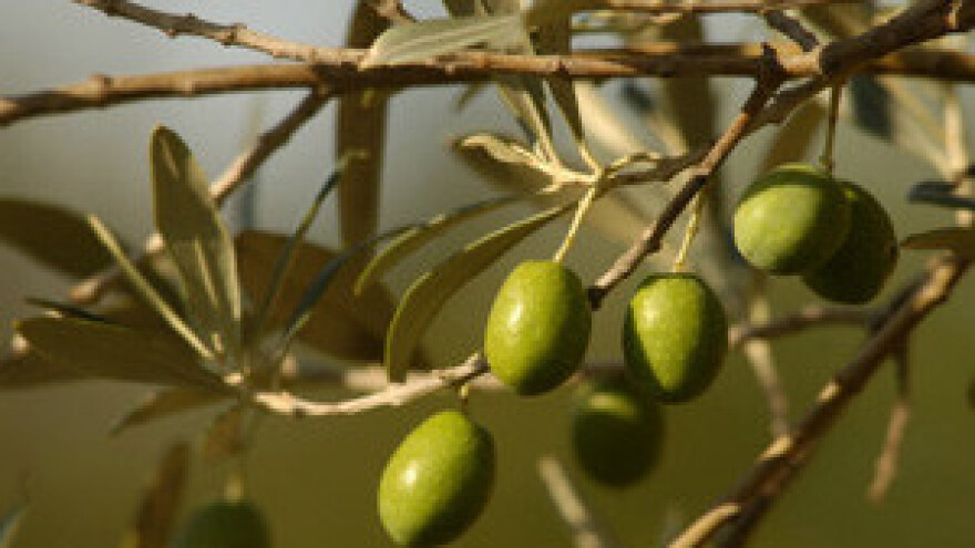 Novi centar za otkup i preradu maslina