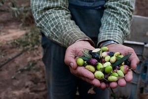 Šteta od svrdlaša se broji u miljunima eura