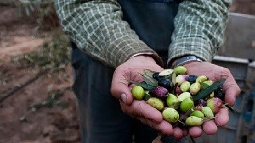 Šteta od svrdlaša se broji u miljunima eura