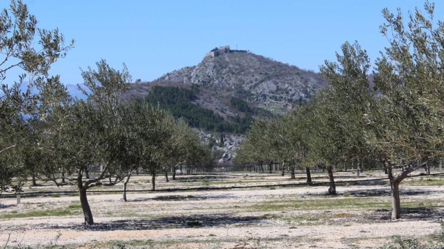 Evo što BiH mora uraditi za razvoj maslinarstva i uljarstva