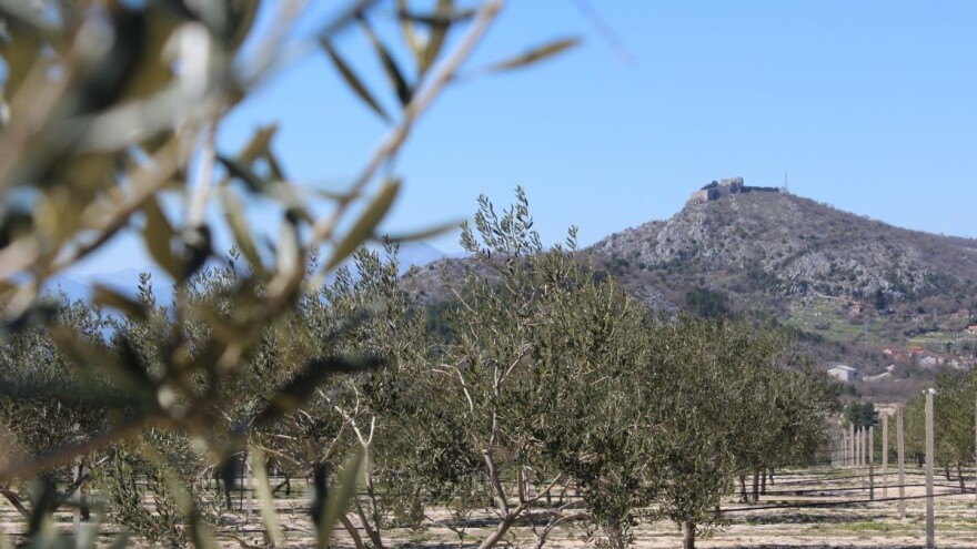 Maslinarstvo je grana budućnosti u Hercegovini