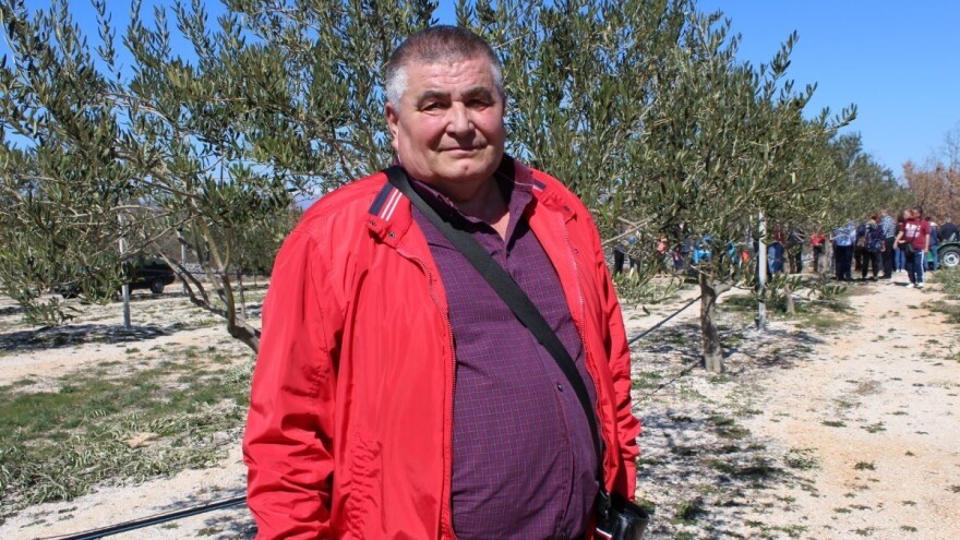 Rast kakav se ne pamti - hercegovačko maslinarstvo brže od svih na Sredozemlju