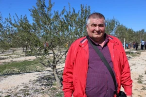 Dragan Mikulić: Oblica mi daje i po 70 kila maslina