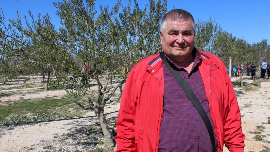 Dragan Mikulić: Oblica mi daje i po 70 kila maslina