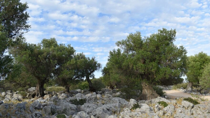 Kako su svrdlaš, muha i patula zaustavili slanje maslinovog ulja iz Luna u New York?