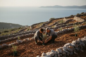 Maslinici niču diljem Dalmacije