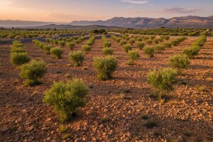 Maslinici Ravnih kotara iznikli iz kamena!