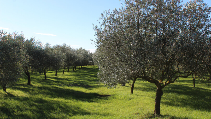 Kako doći kraju m(ulja)nju? Isto ulje na jednom šampionsko, na drugom nejestivo?!