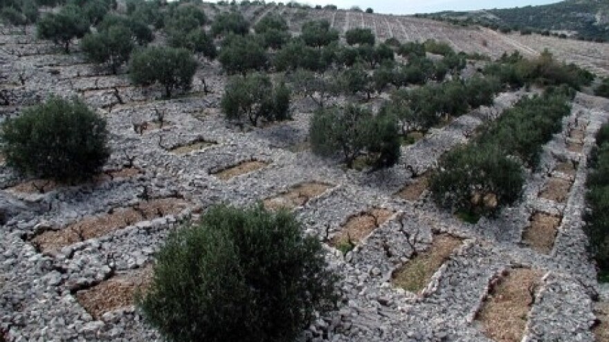 Županija loze, maslina i voća