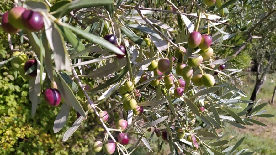 Čemu nas je naučila ova 'kovidska' 2020. u kojoj su masline rodile kao nikad koje godine?