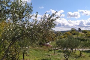 Što razlikuje oblicu, levantinku i buharicu?