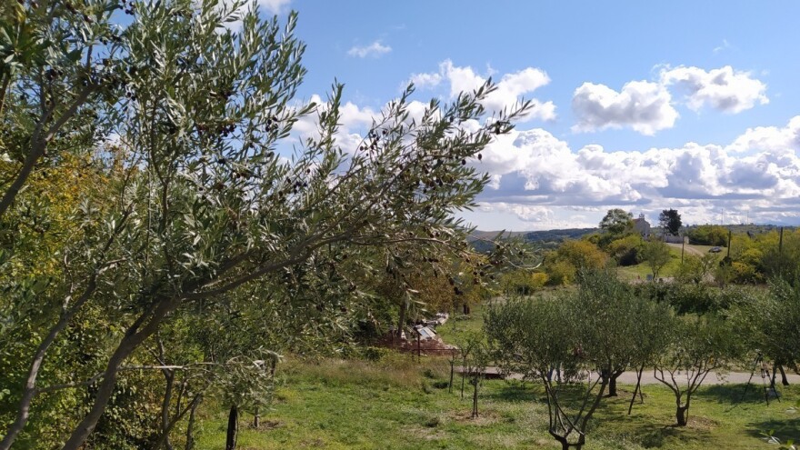 Što razlikuje oblicu, levantinku i buharicu?