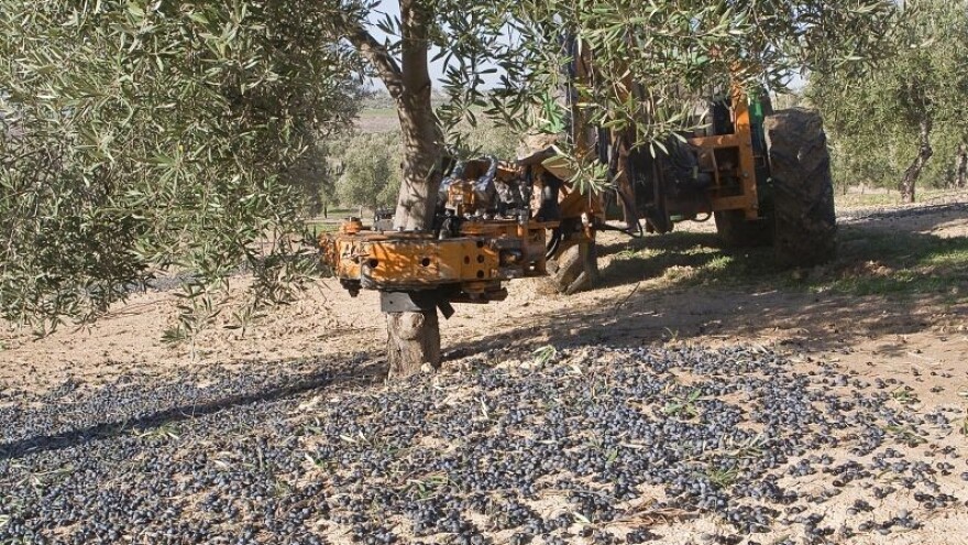 Rane sorte masline počele mijenjati boju!
