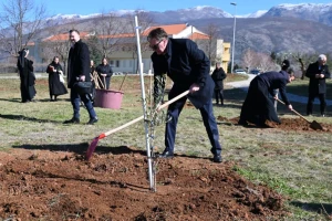 U Mostaru podignut "Maslinik nade": I ministar se uhvatio lopate