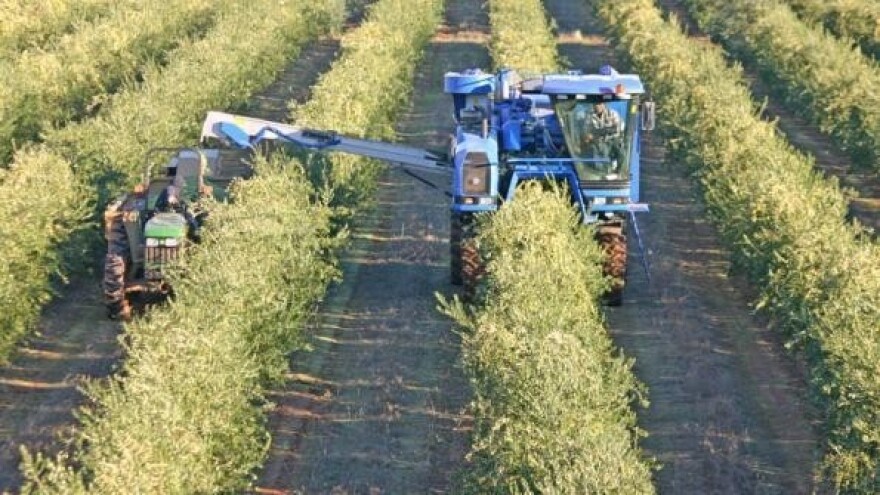 Povećajte otpornost masline na sušu!