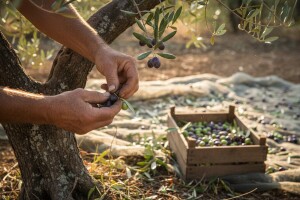 Maslinik u listopadu