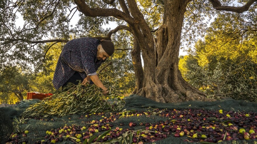 Sutra počinje Festival peljeških okusa!