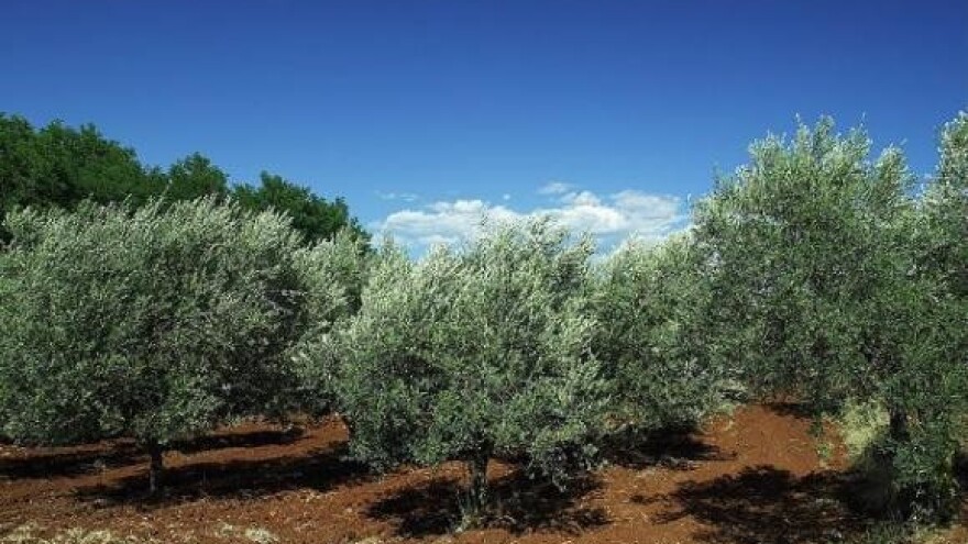 Cijepljenje ili navrtanje maslina