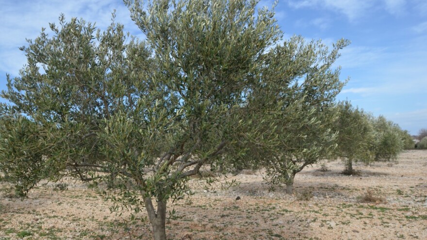 Bit će toplije, ali bure i mraz mogu zagorčati život maslinarima