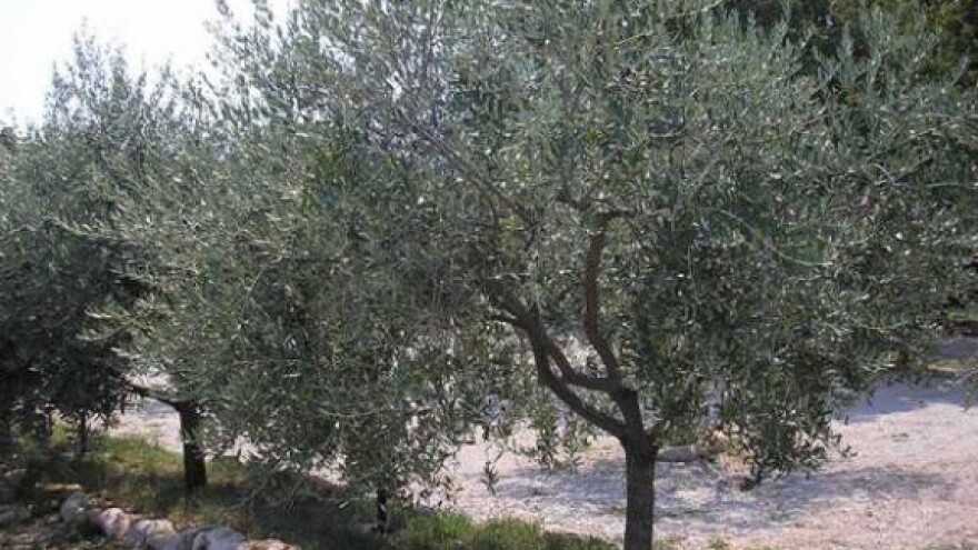 Maslinici niču diljem Dalmacije