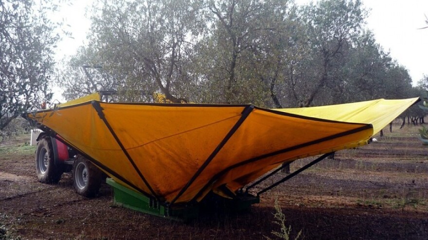 Iz superintenzivnog maslinika dobio 750 litara ulja