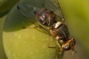 Zatrovanim mamcima protiv maslinine muhe