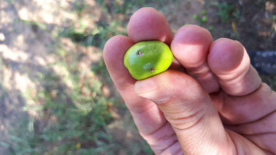 Stiže najopasniji štetnik: Svaka maslinina muha uništi po 50 plodova!