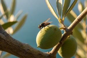 Maslinina muha napada dalmatinske maslinike