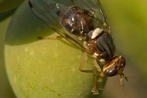 Maslinina muha napada dalmatinske maslinike