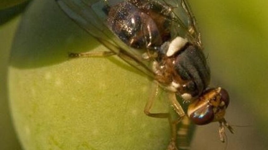Maslinina muha napada dalmatinske maslinike