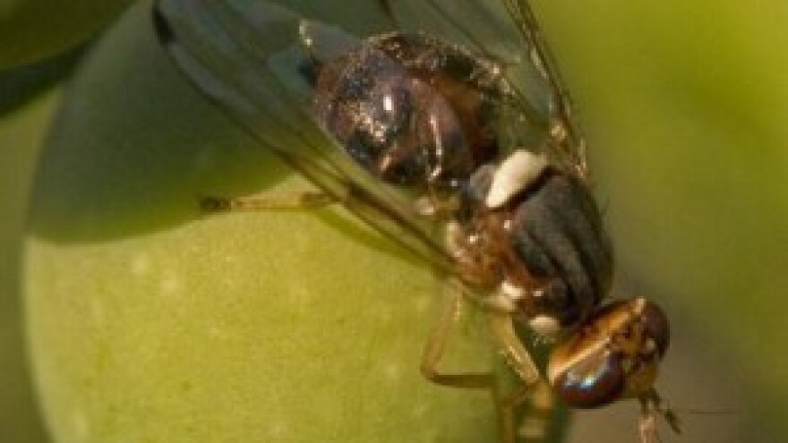 Zatrovanim mamcima protiv maslinine muhe