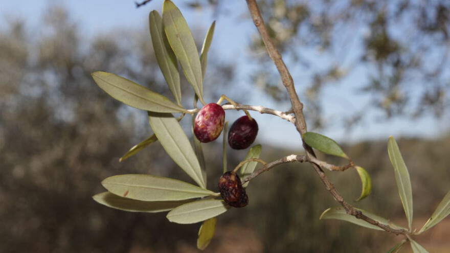 Kako suzbiti maslininu muhu?