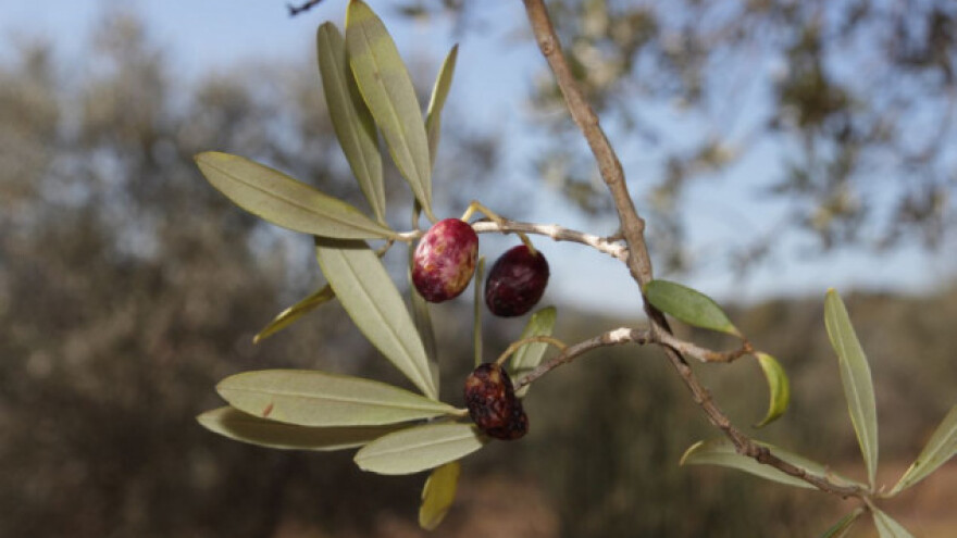 Kako suzbiti maslininu muhu?