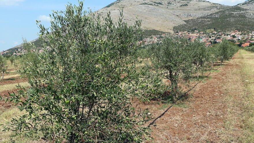 Radovan Vukoje: Zasadili smo 1.000 maslina, planiraramo širenje zasada