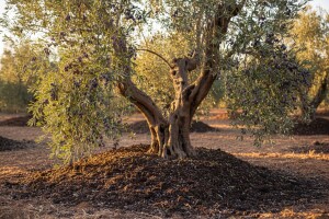 Maslinova komina –  zdravo gnojivo za maslinike