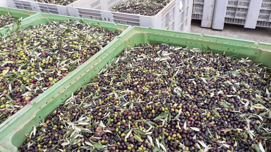 Izotopska karta Hrvatske za maslinova ulja - znat će se točna lokacija proizvodnje