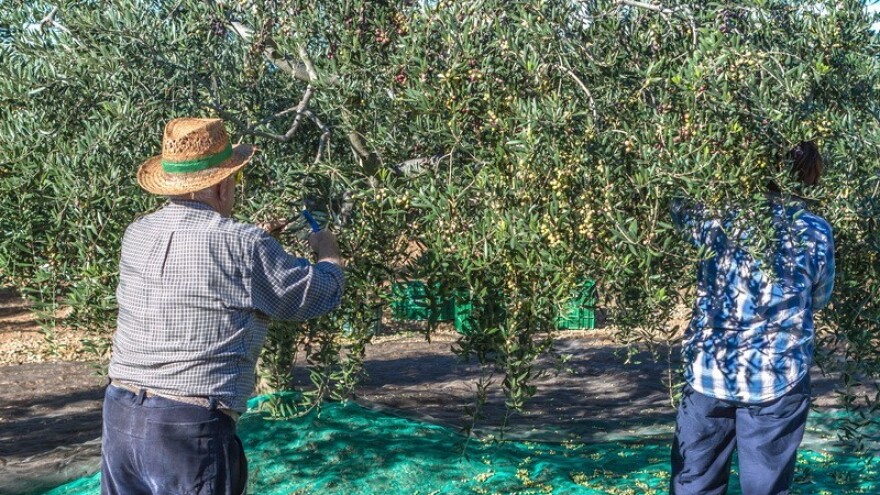 Što je Istarsko maslinovo ulje?