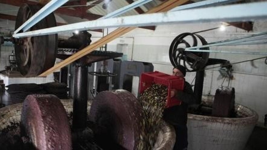 Španjolska zbog suše mora uvoziti maslinovo ulje!