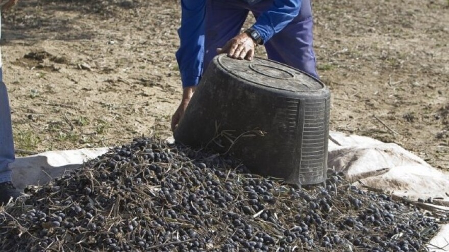 Ekstra djevičanske patvorine na hrvatskom tržištu