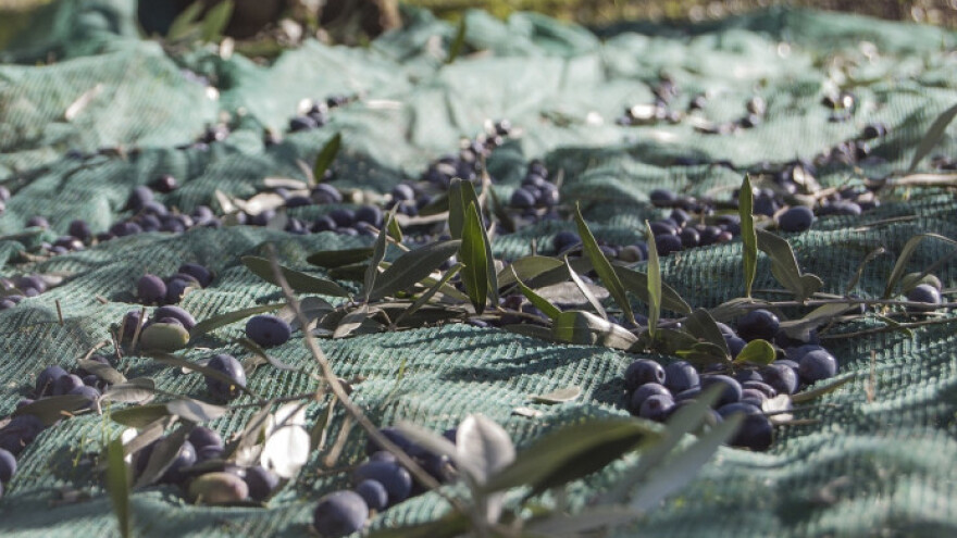 Maslina slabo rodila, ali je odlične kvalitete