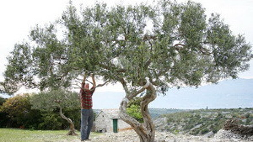 Maslinski put obitelji Matijaš star preko 70 godina