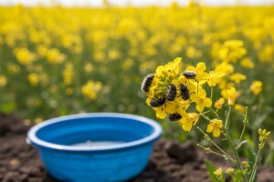 Masovna pojava dlakavog ružičara na uljanoj repici