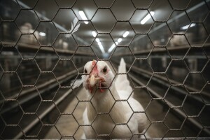 Masovni pokolj u ime humanosti