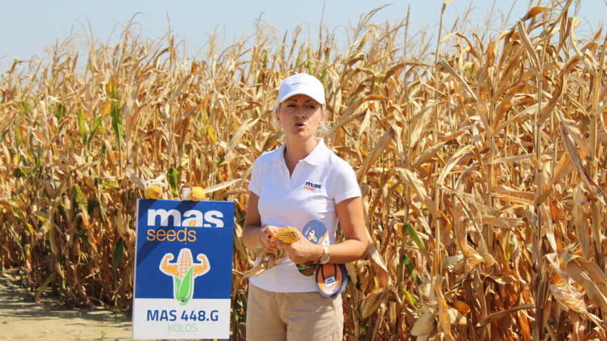 Predstavljena četiri nova hibrida kukuruza, uspješno položili test na sušu