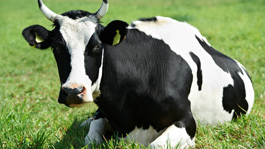 Mastitis - najčešće infektivno oboljenje krava