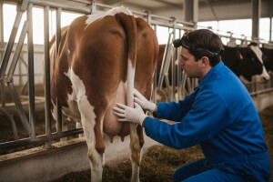 Mastitis - najčešće infektivno oboljenje krava