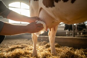 Mastitis - najčešće infektivno oboljenje krava