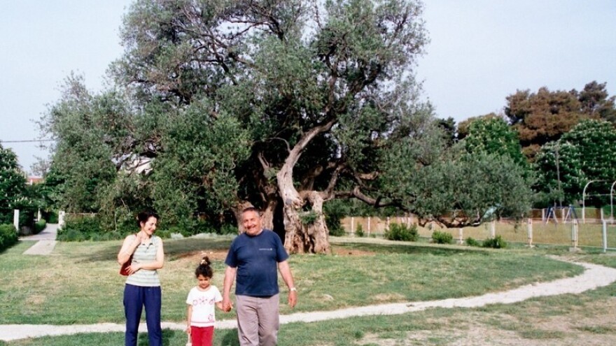 U Dalmaciji mnoštvo divljih maslina!